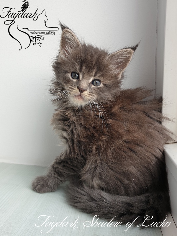 Faydark Shadow of Luclin - Kitten maine-coon 1 month 1.5 week