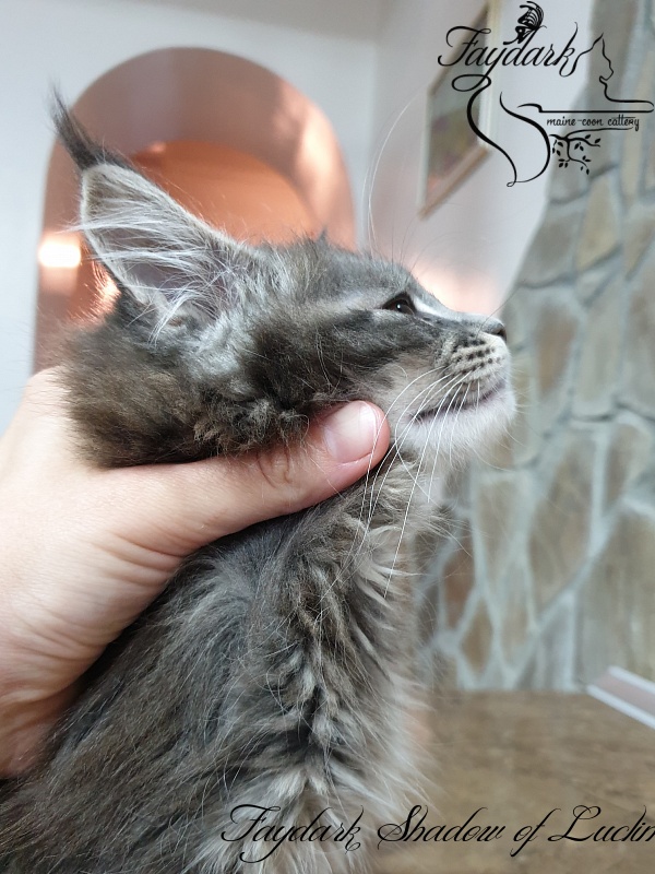 Faydark Shadow of Luclin - Kitten maine-coon 2 months 1.5 week