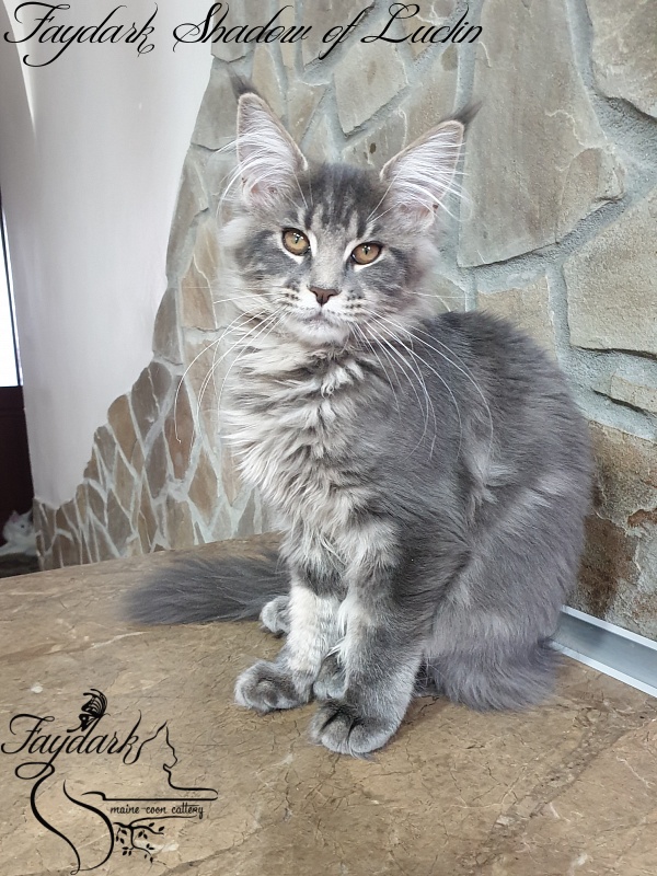 Faydark Shadow of Luclin - Kitten maine-coon 4 months 1 week