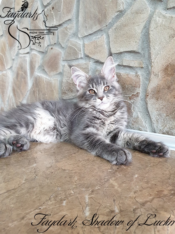 Faydark Shadow of Luclin - Kitten maine-coon 3 months 1.5 week