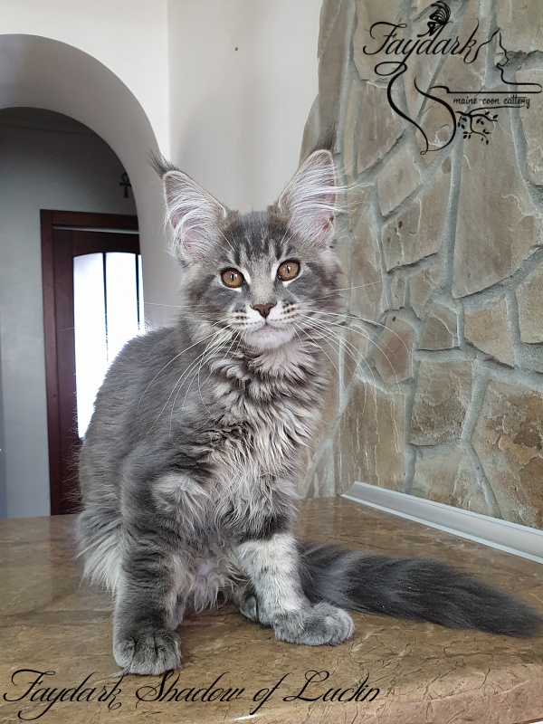 Faydark Shadow of Luclin - Kitten maine-coon 3 months 1.5 week
