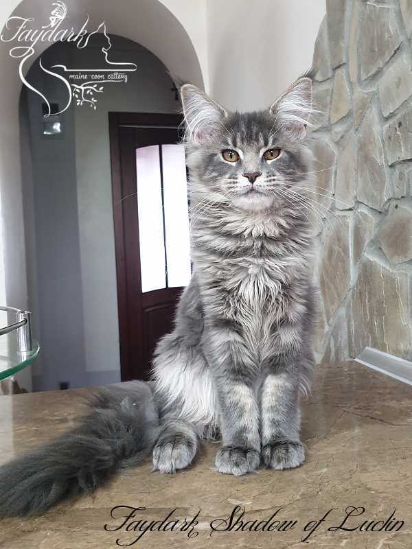 Faydark Shadow of Luclin - Kitten maine-coon 4 months 1 week