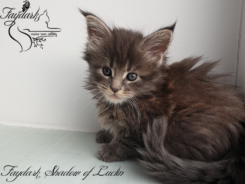 Faydark Shadow of Luclin - Kitten maine-coon 1 month 1.5 week