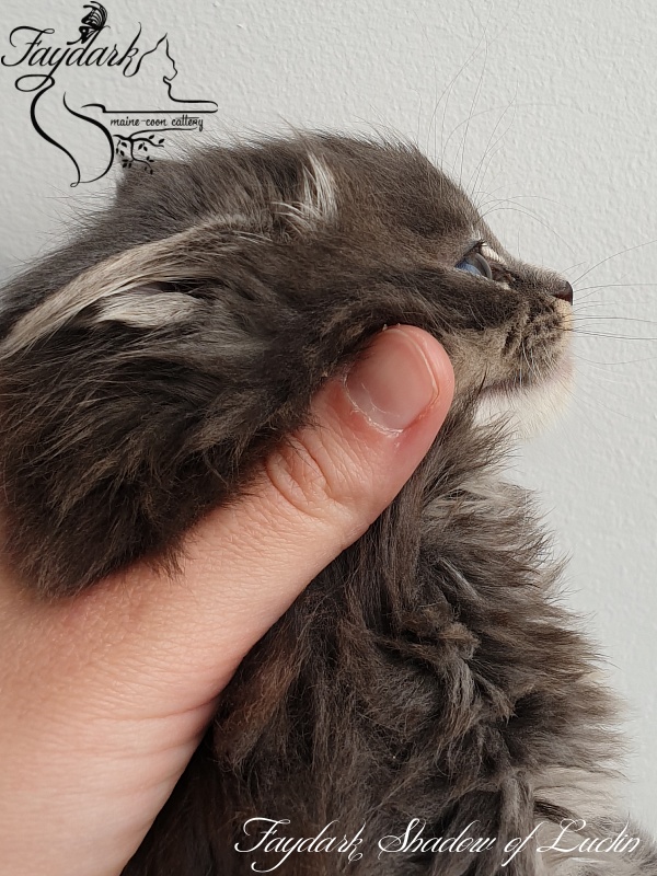 Faydark Shadow of Luclin - Kitten maine-coon 1 month 1.5 week