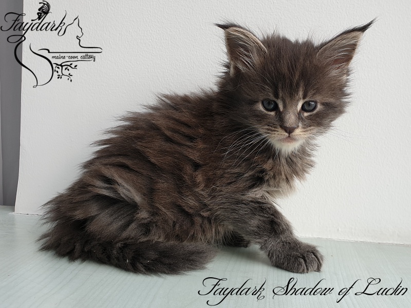 Faydark Shadow of Luclin - Kitten maine-coon 1 month 1.5 week