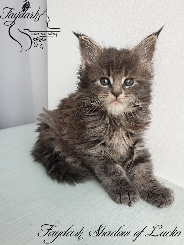Faydark Shadow of Luclin - Kitten maine-coon 1 month 1.5 week