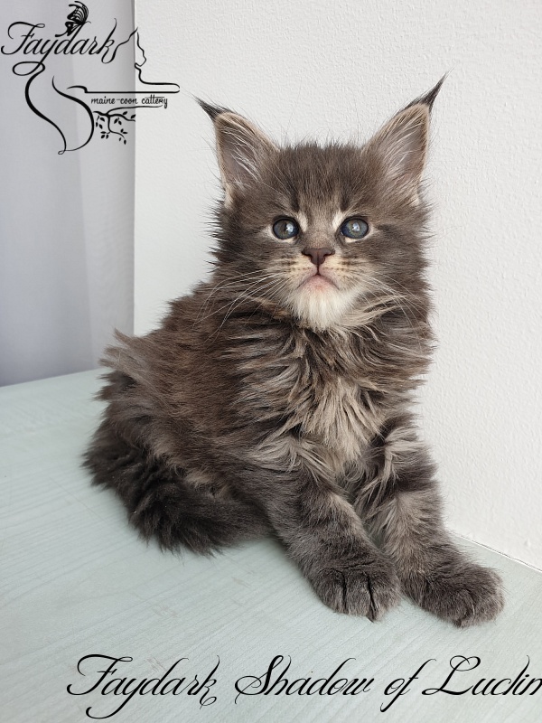 Faydark Shadow of Luclin - Kitten maine-coon 1 month 1.5 week
