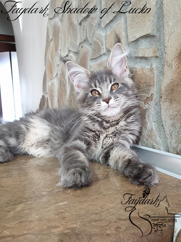 Faydark Shadow of Luclin - Kitten maine-coon 3 months 1.5 week