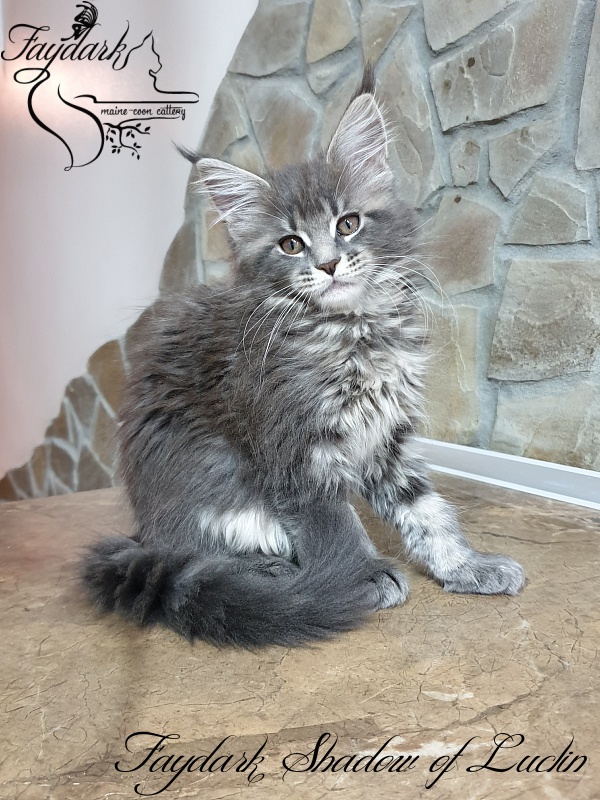 Faydark Shadow of Luclin - Kitten maine-coon 2 months 1.5 week