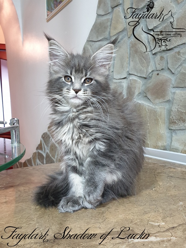 Faydark Shadow of Luclin - Kitten maine-coon 2 months 1.5 week