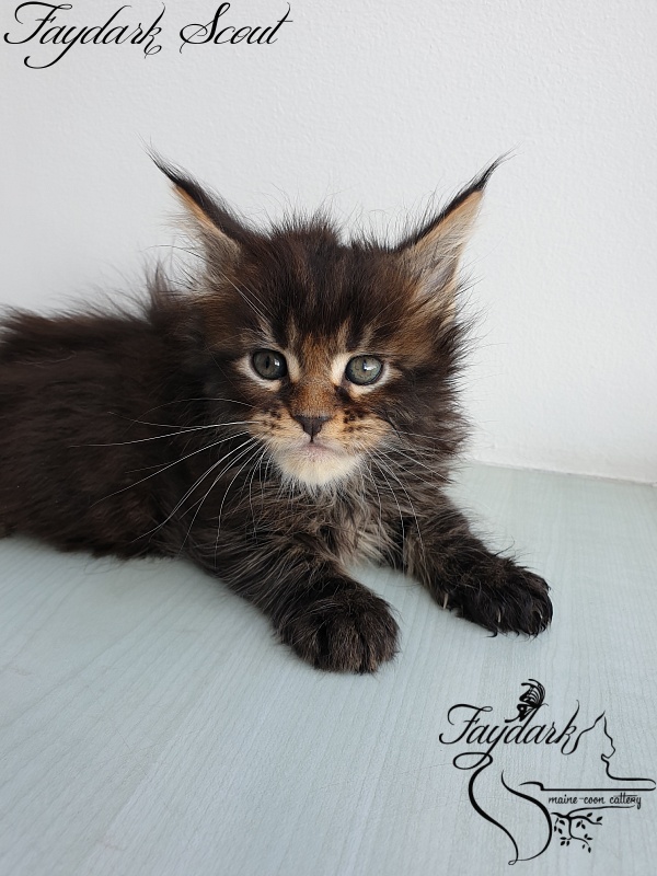 Faydark Scout - Кошеня мейн-кун 1 місяць 1,5 тиждень