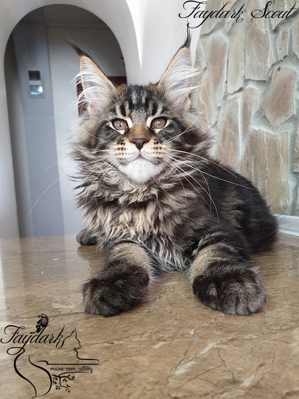 Faydark Scout - Кошеня мейн-кун 3 місяця 1,5 тиждень