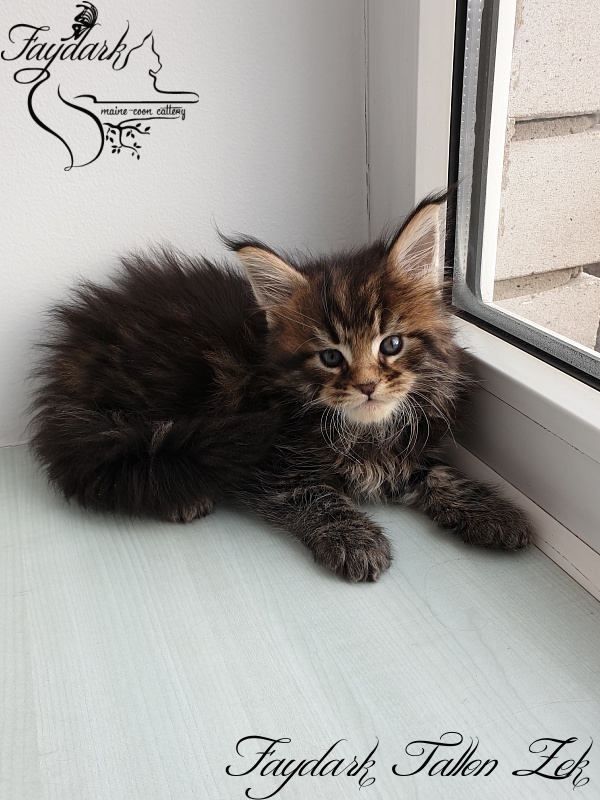 Faydark Tallon Zek - Kitten maine-coon 1 month 1 week