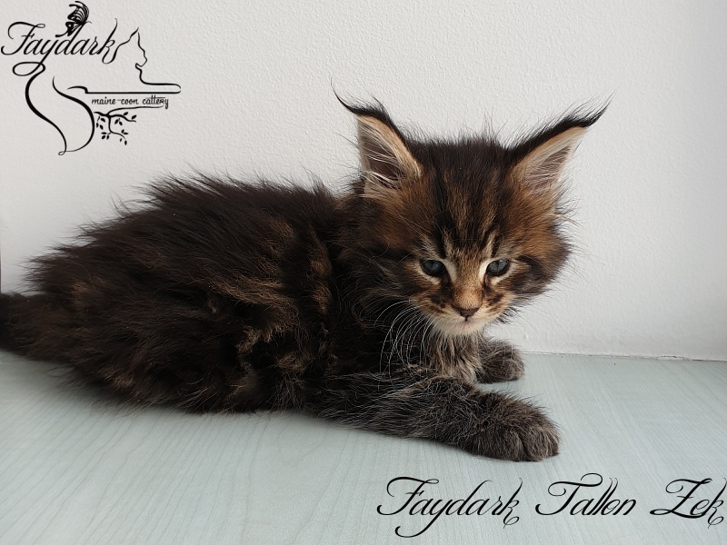 Faydark Tallon Zek - Kitten maine-coon 1 month 1 week