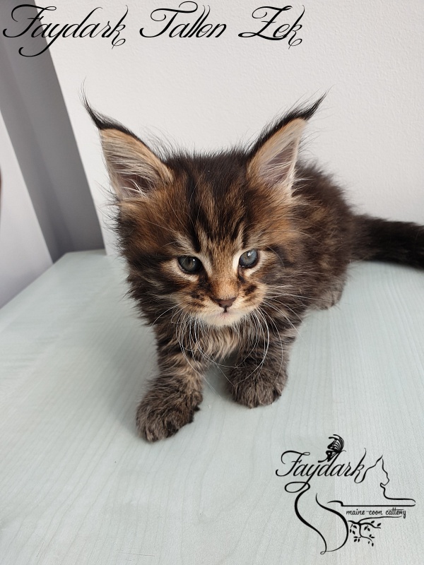 Faydark Tallon Zek - Kitten maine-coon 1 month 1 week