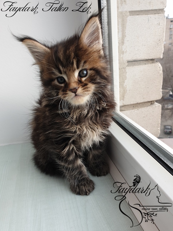 Faydark Tallon Zek - Kitten maine-coon 1 month 1 week