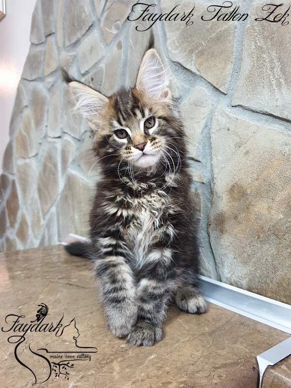 Faydark Tallon Zek - Kitten maine-coon 2 months 1 week