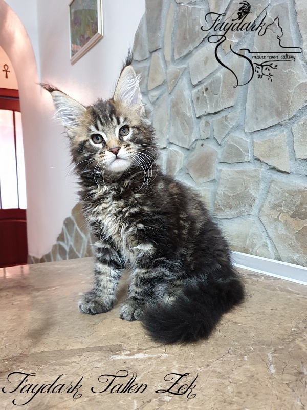 Faydark Tallon Zek - Kitten maine-coon 2 months 1 week