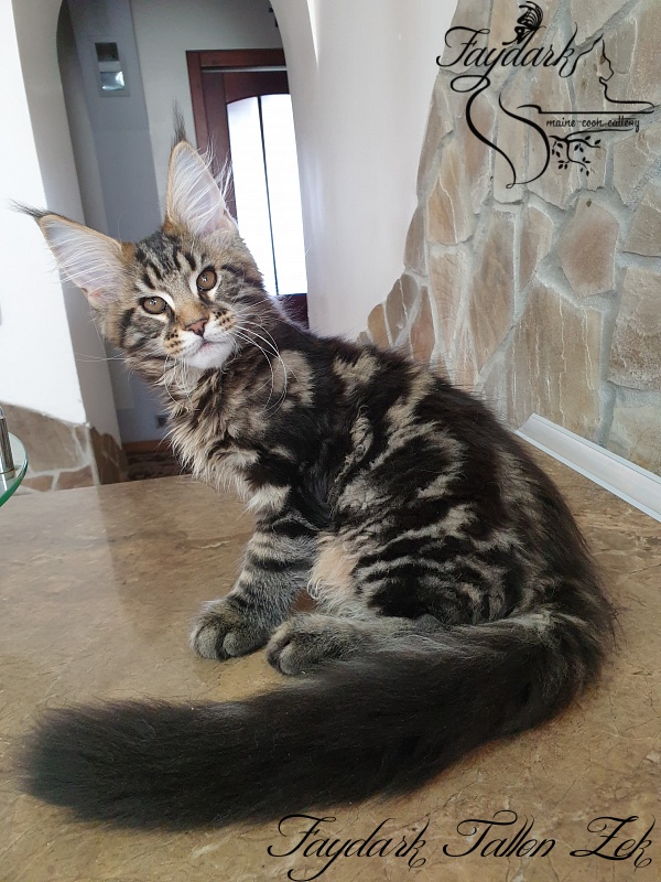 Faydark Tallon Zek - Kitten maine-coon 3 months 1 week