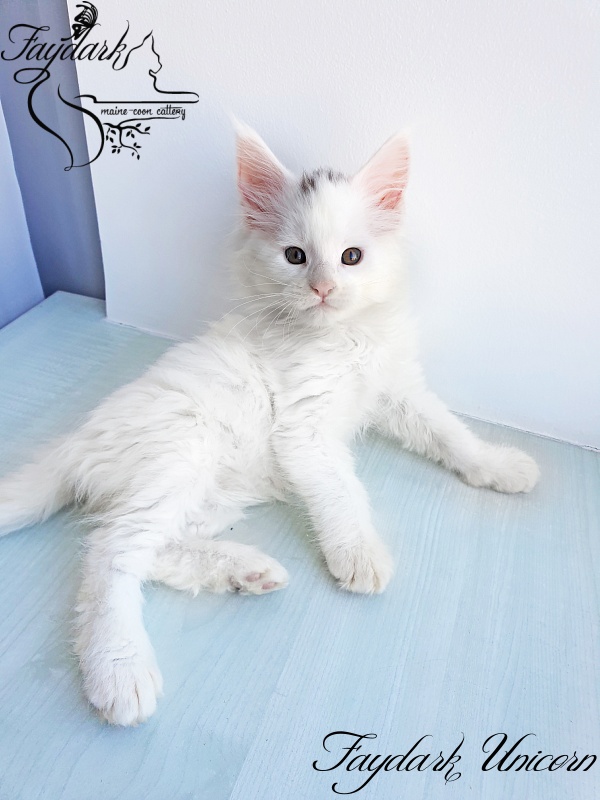 Faydark Unicorn - Kitten maine-coon 1 month 3 weeks
