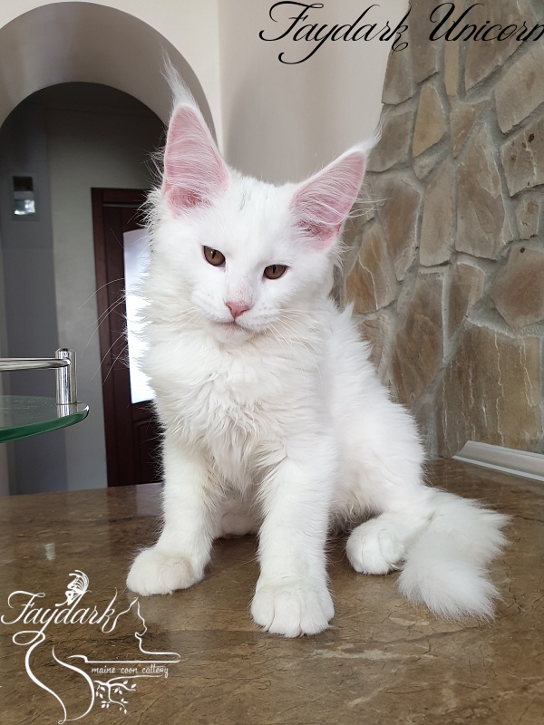 Faydark Unicorn - Kitten maine-coon 3 months 0.5 weeks