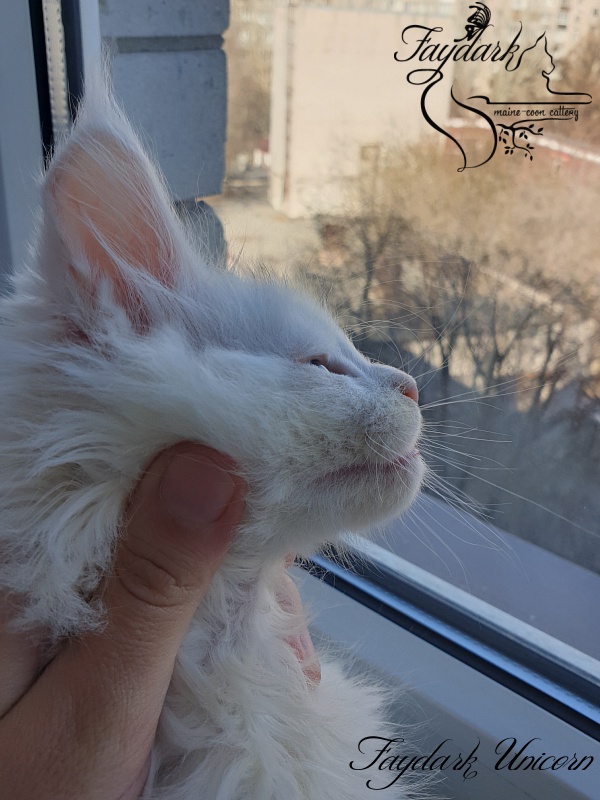Faydark Unicorn - Kitten maine-coon 1 month 3 weeks
