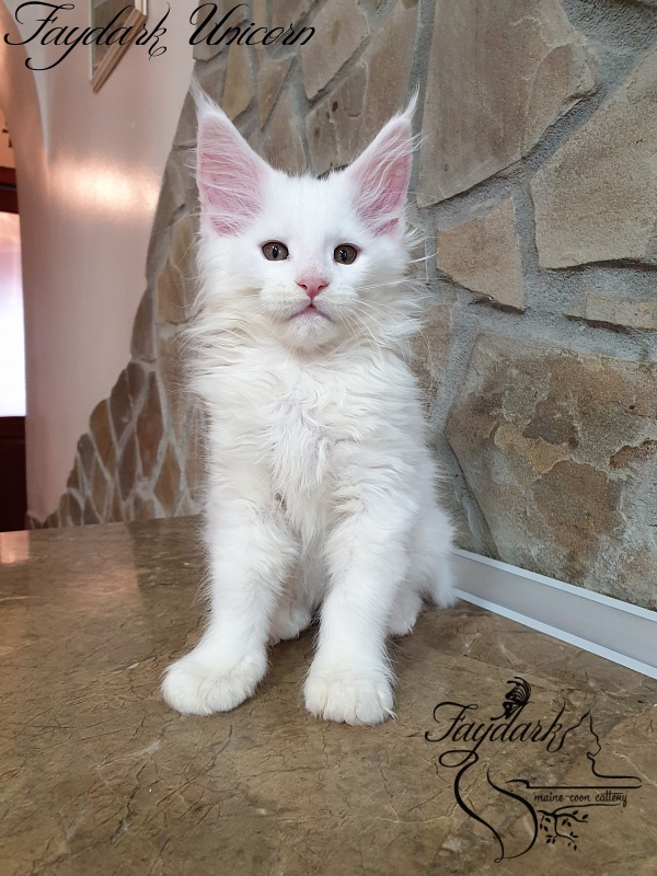 Faydark Unicorn - Kitten maine-coon 2 months 0.5 weeks