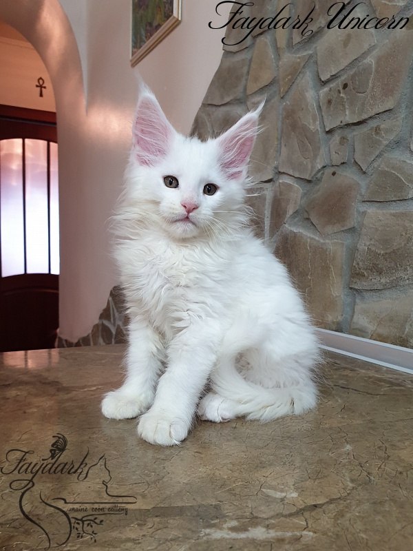 Faydark Unicorn - Kitten maine-coon 2 months 0.5 weeks
