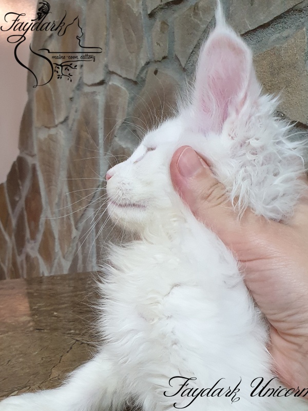 Faydark Unicorn - Kitten maine-coon 2 months 0.5 weeks