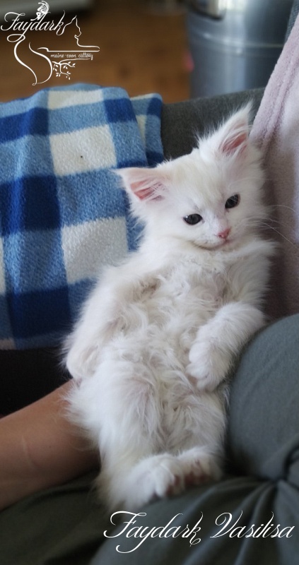 Faydark Vasilisa - Kitten maine-coon 2 months