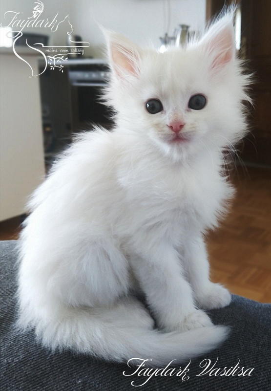 Faydark Vasilisa - Kitten maine-coon 2 months