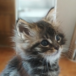 Faydark Vestalka