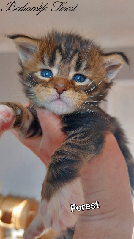 Bodiamlife Forest - Kitten maine-coon 3 weeks
