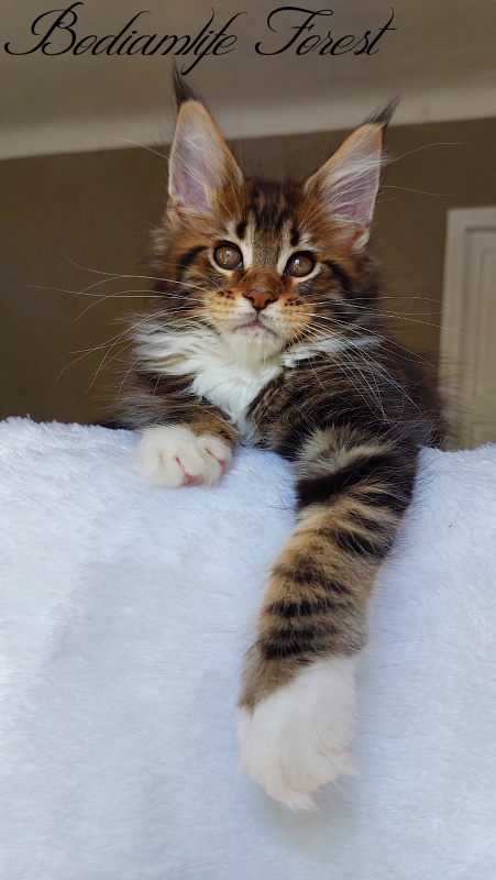 Bodiamlife Forest - Kitten maine-coon 2 months 2 weeks