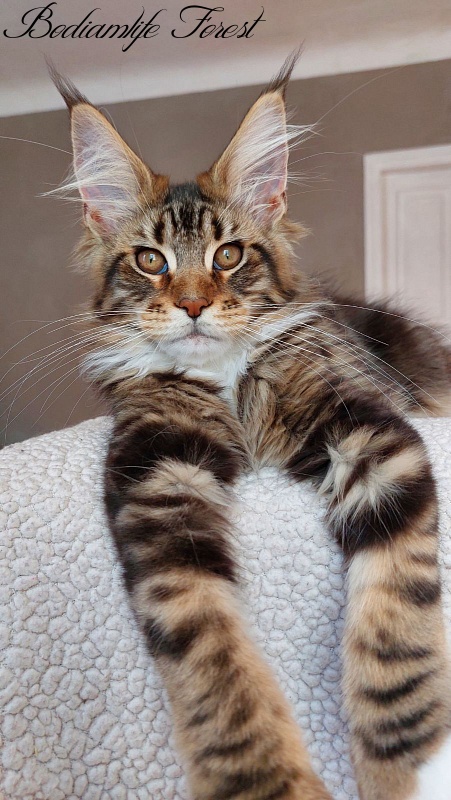 Bodiamlife Forest - Kitten maine-coon 3 months 4 weeks