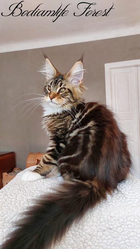 Bodiamlife Forest - Kitten maine-coon 3 months 4 weeks