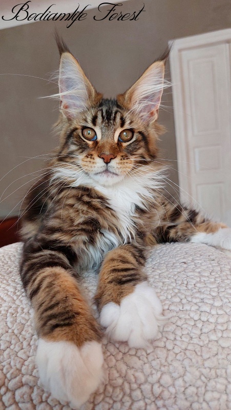 Bodiamlife Forest - Kitten maine-coon 3 months 4 weeks