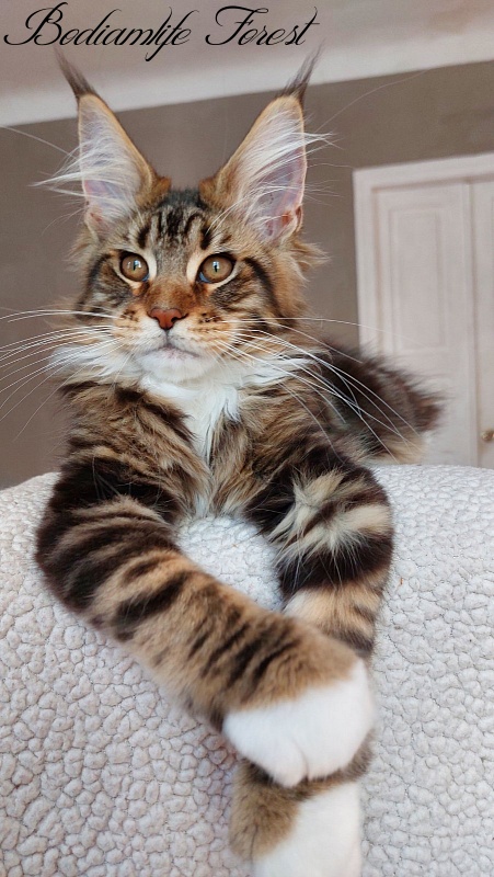 Bodiamlife Forest - Kitten maine-coon 3 months 4 weeks