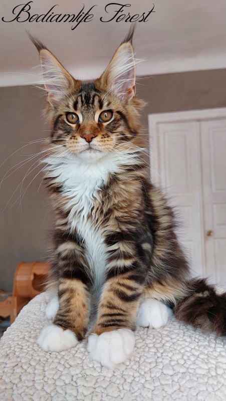 Bodiamlife Forest - Kitten maine-coon 3 months 4 weeks