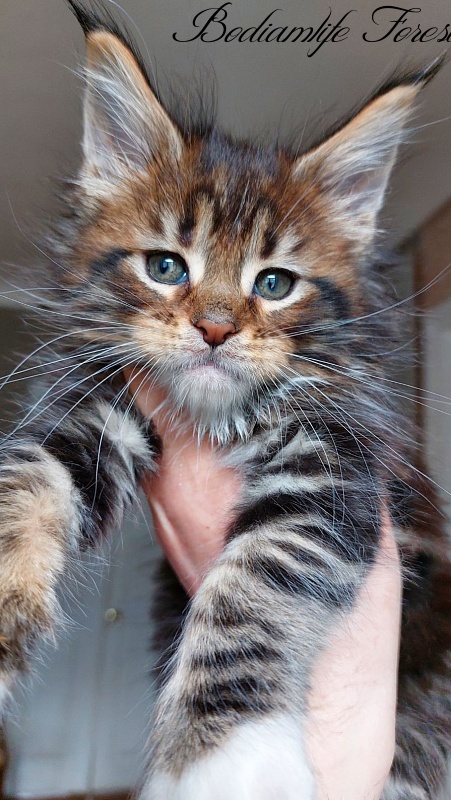 Bodiamlife Forest - Kitten maine-coon 1 month 3 weeks
