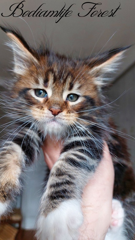 Bodiamlife Forest - Kitten maine-coon 1 month 3 weeks