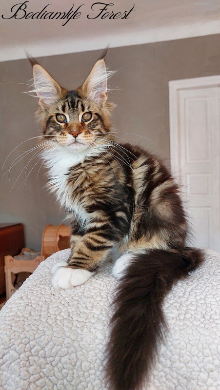 Bodiamlife Forest - Kitten maine-coon 3 months 4 weeks