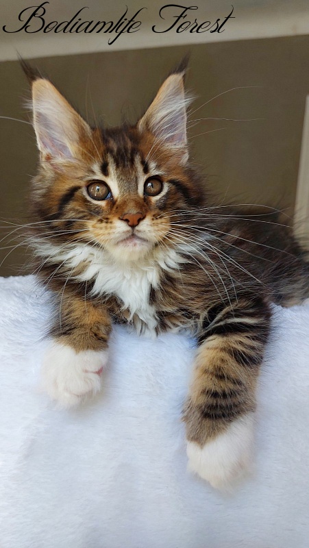 Bodiamlife Forest - Kitten maine-coon 2 months 2 weeks