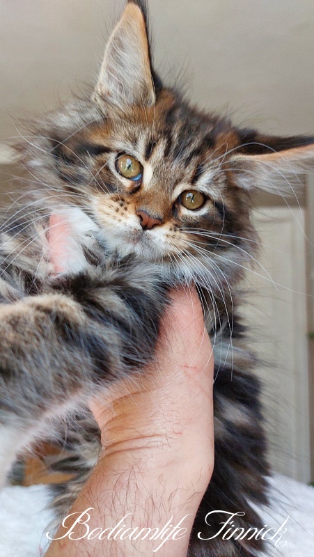 Bodiamlife Finnick - Kitten maine-coon 2 months 2 weeks