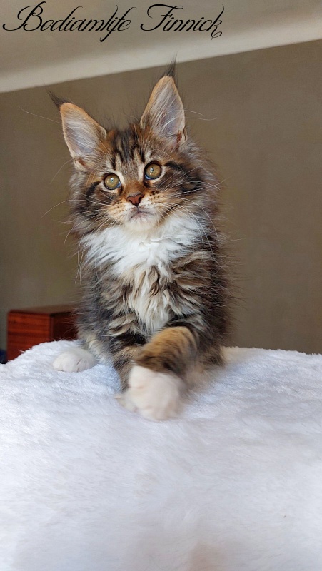 Bodiamlife Finnick - Kitten maine-coon 2 months 2 weeks