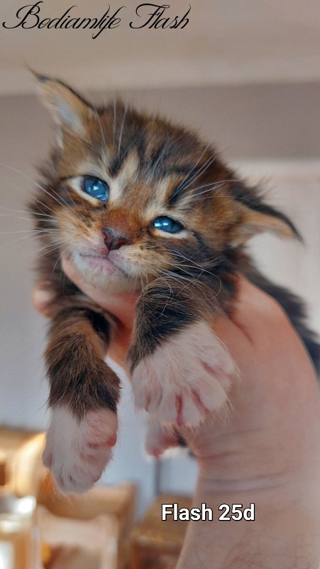 Bodiamlife Finnick - Kitten maine-coon 3 weeks