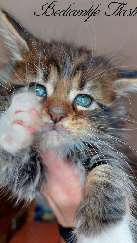 Bodiamlife Finnick - Kitten maine-coon 1 month 3 weeks