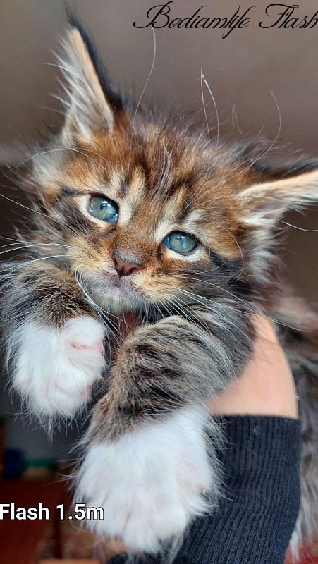 Bodiamlife Finnick - Kitten maine-coon 1 month 3 weeks
