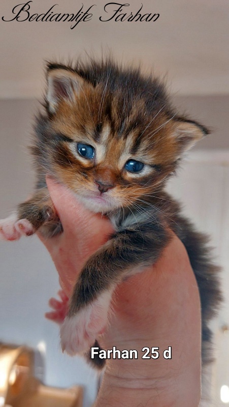 Bodiamlife Farhan - Kitten maine-coon 3 weeks