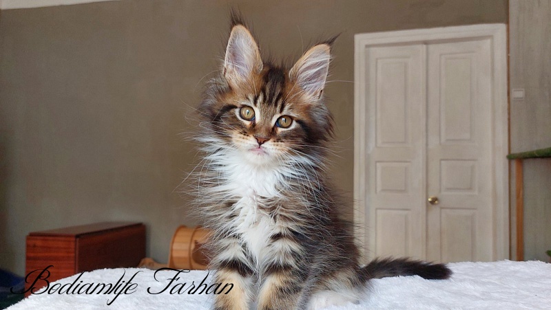 Bodiamlife Farhan - Kitten maine-coon 2 months 2 weeks